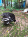 টার্কি মুরগীর বাচ্চা
